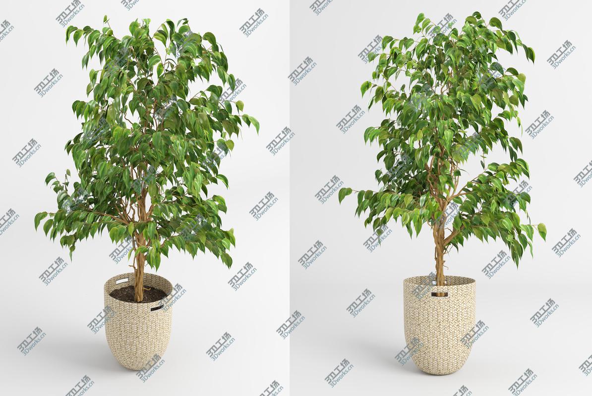 images/goods_img/202105074/Benjamin Fig Trees (-GrowFX) 3D model/4.jpg
